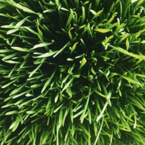 wheatgrass